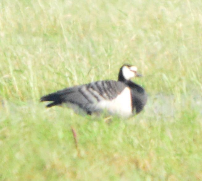 Barnacle Goose - Anonymous