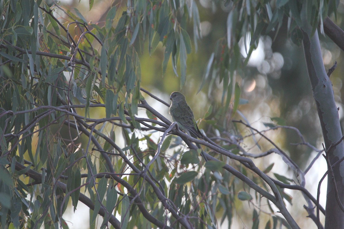 Red-rumped Parrot - ML619615175