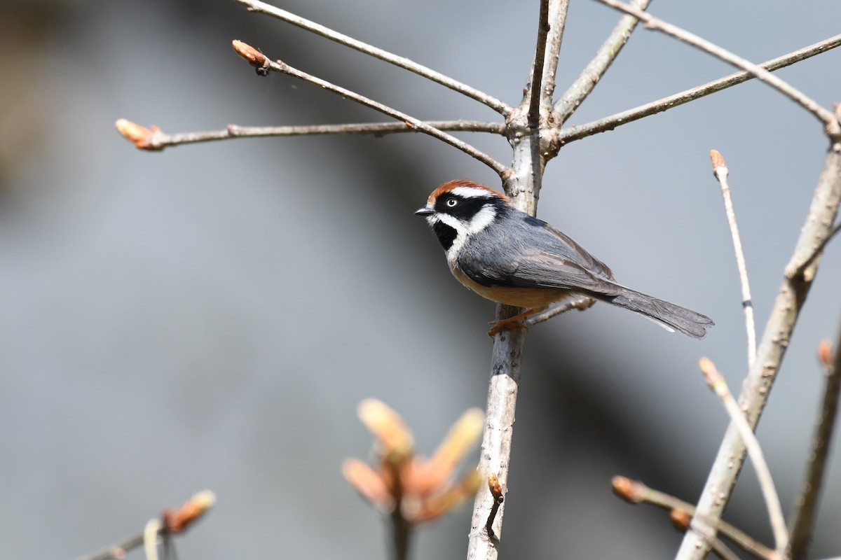 Black-throated Tit - Tristan Jobin