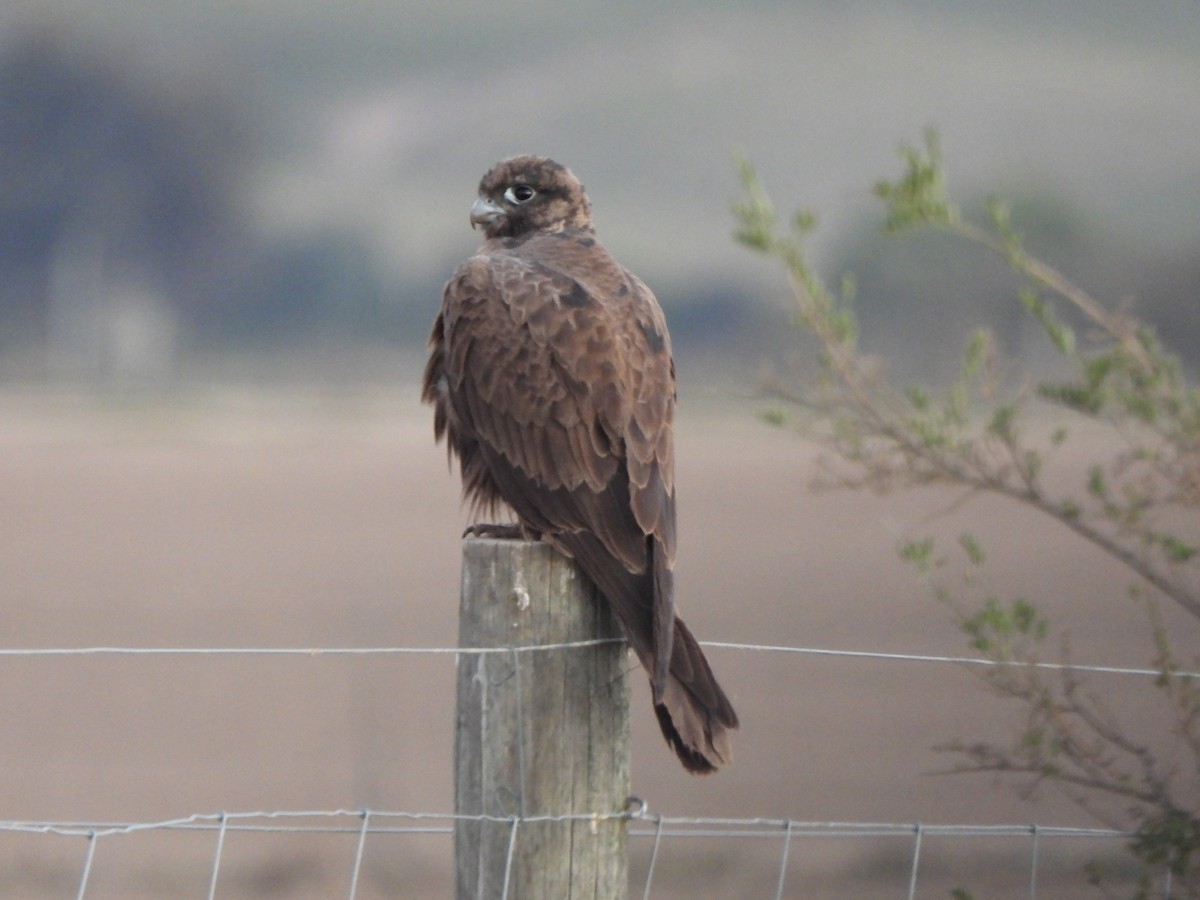 Black Falcon - Jeffrey Crawley