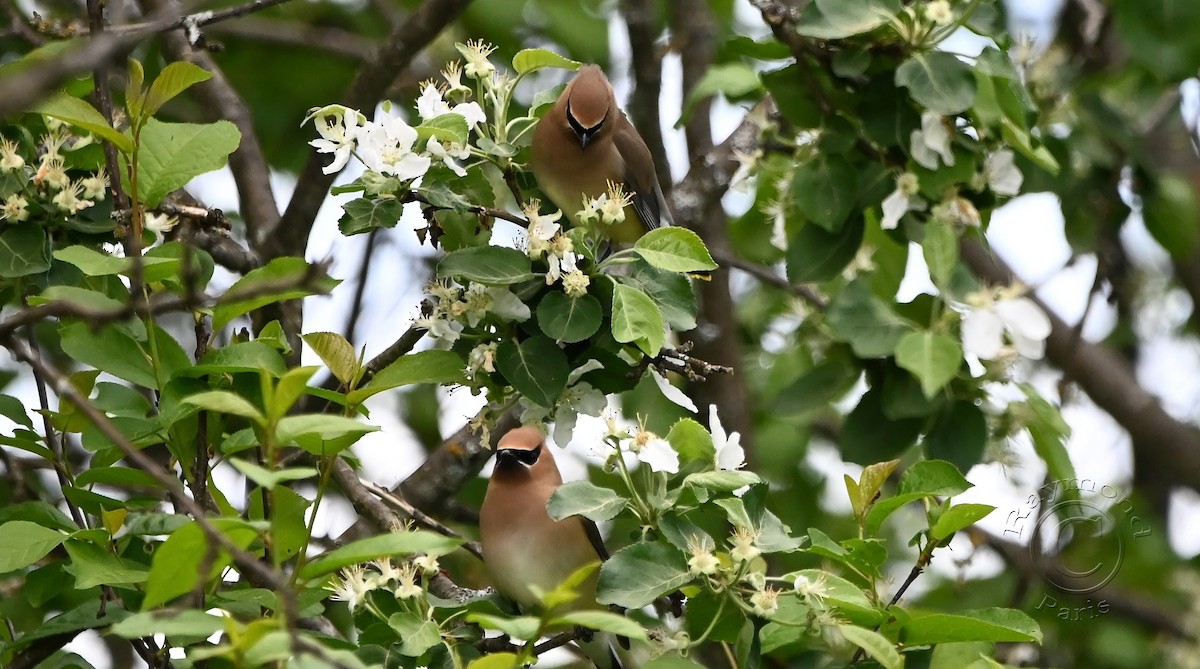 Cedar Waxwing - Raymond Paris