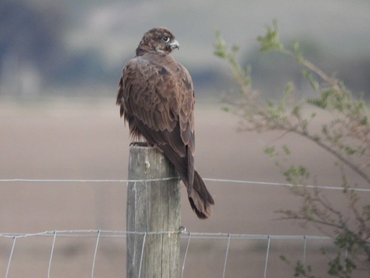 Black Falcon - Jeffrey Crawley