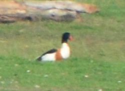 Common Shelduck - Anonymous