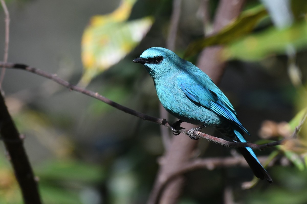 Verditer Flycatcher - ML619615186