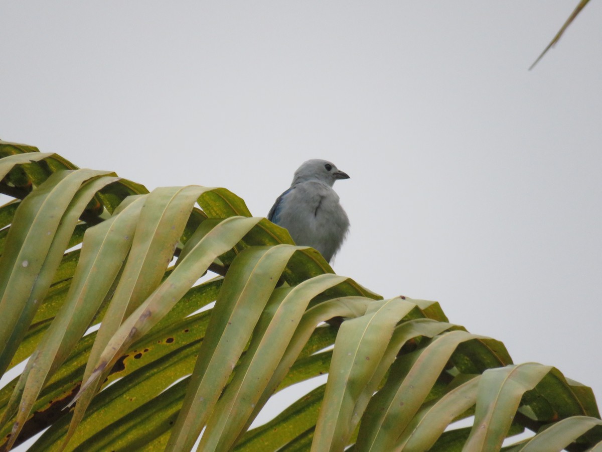 Blue-gray Tanager - Sam Holcomb