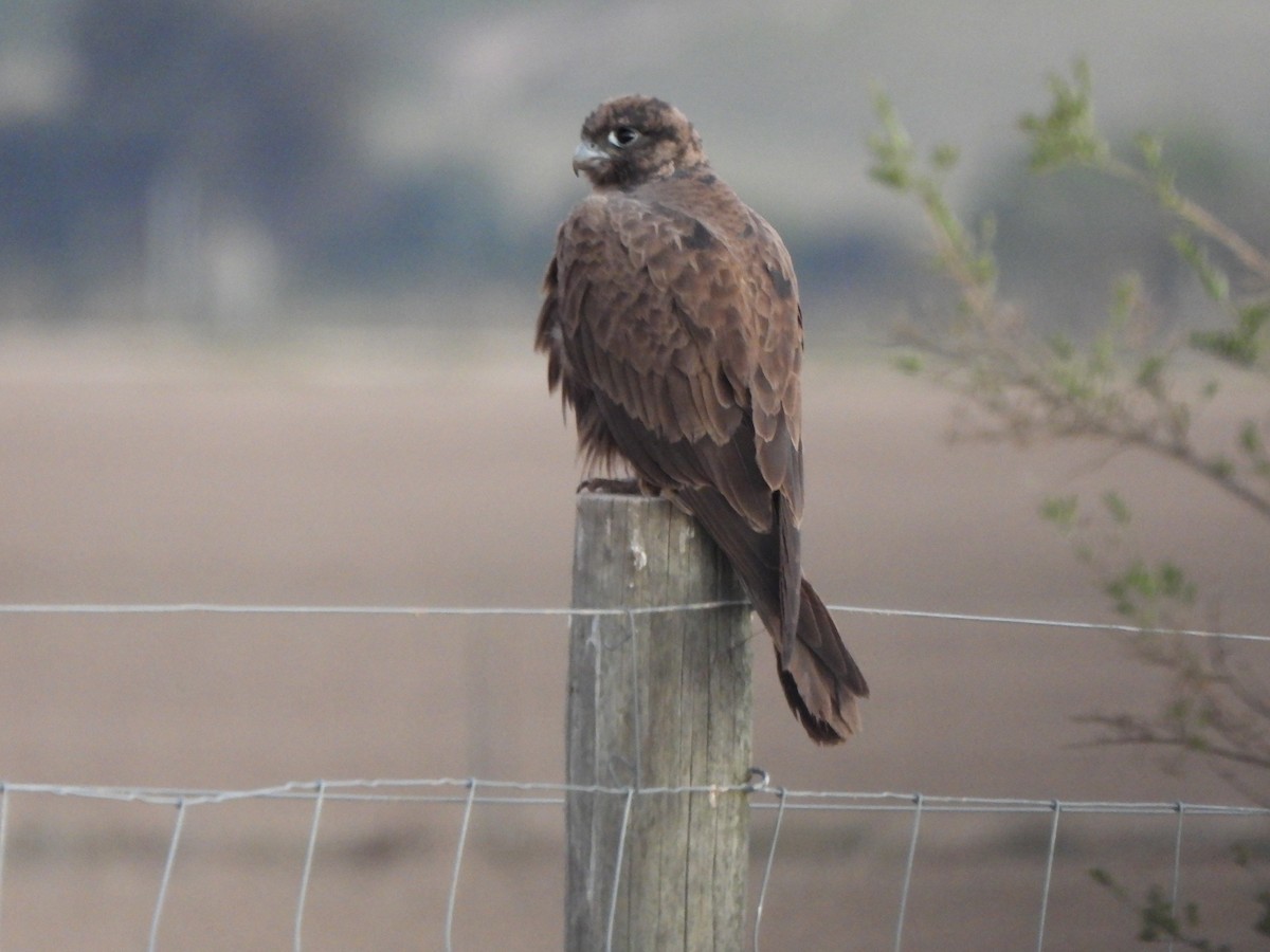 Black Falcon - Jeffrey Crawley