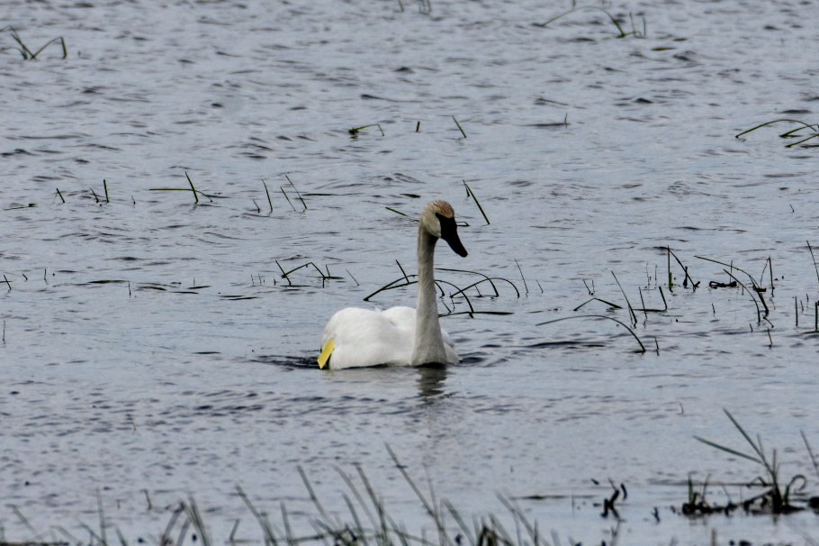 Trumpeter Swan - Anonymous