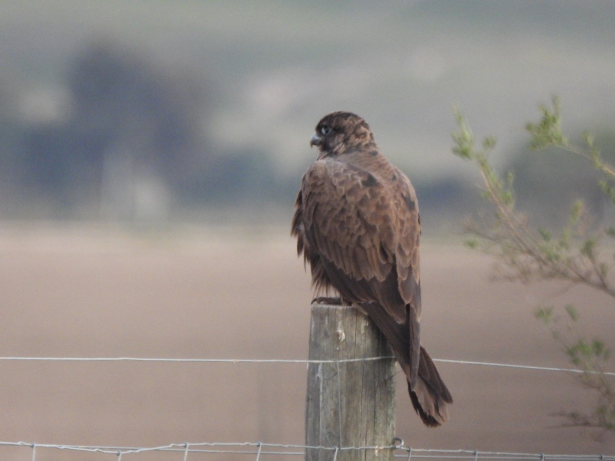 Black Falcon - Jeffrey Crawley