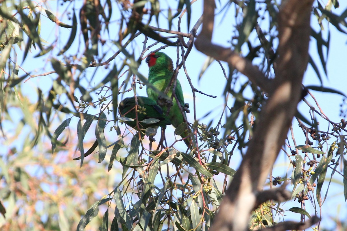 Little Lorikeet - Tina Bell