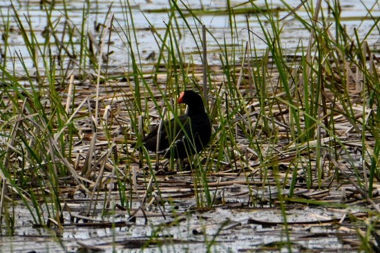 Common Gallinule - Anonymous