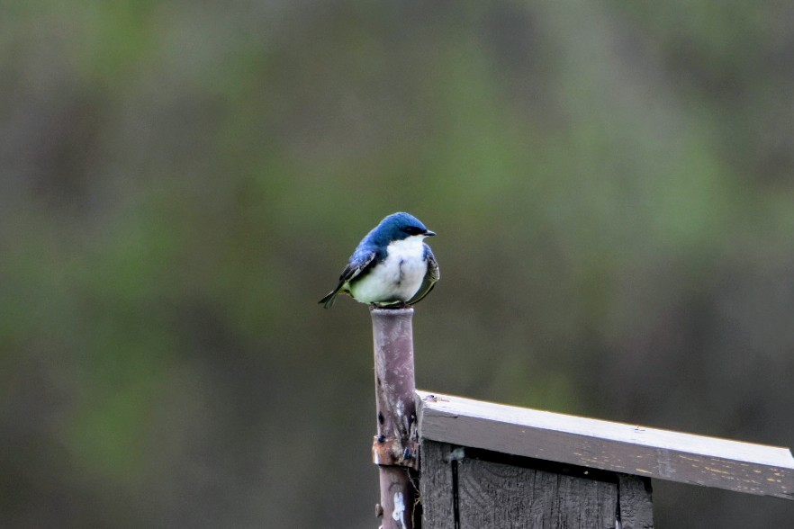 Tree Swallow - Anonymous