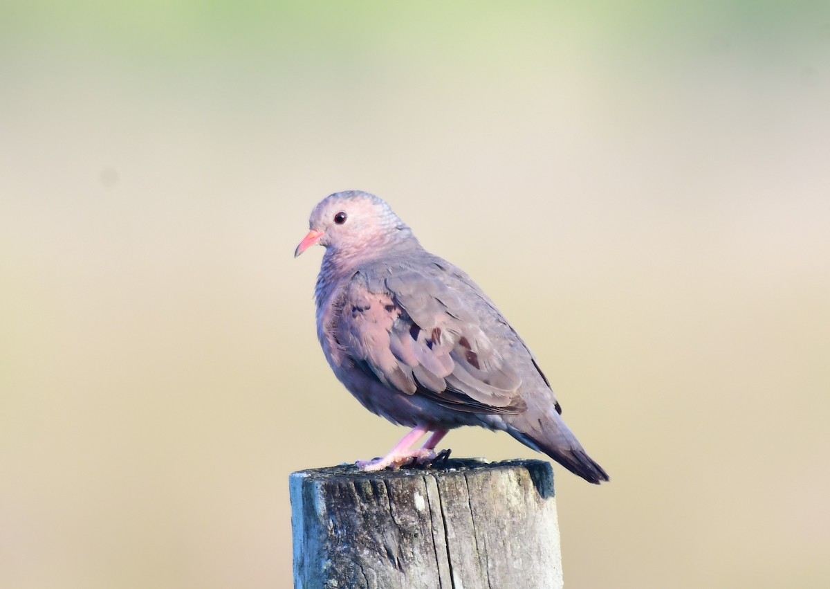 Common Ground Dove - John Wolaver