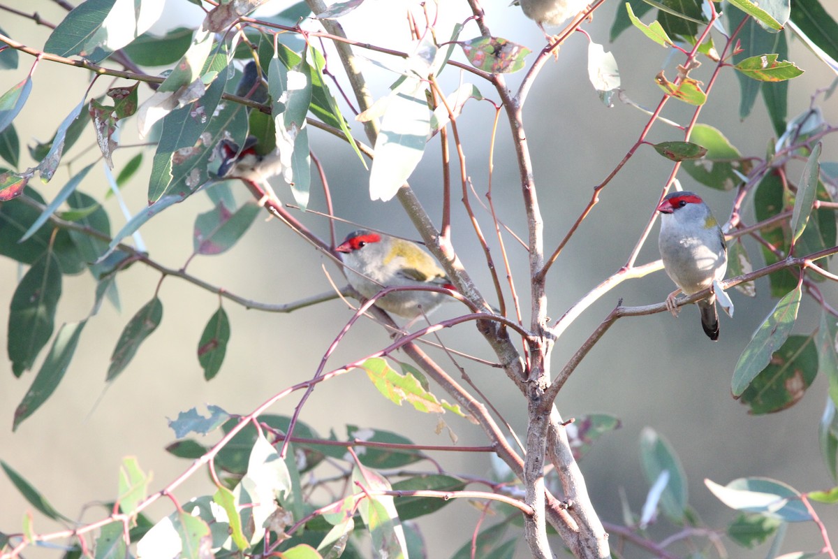 Red-browed Firetail - Tina Bell