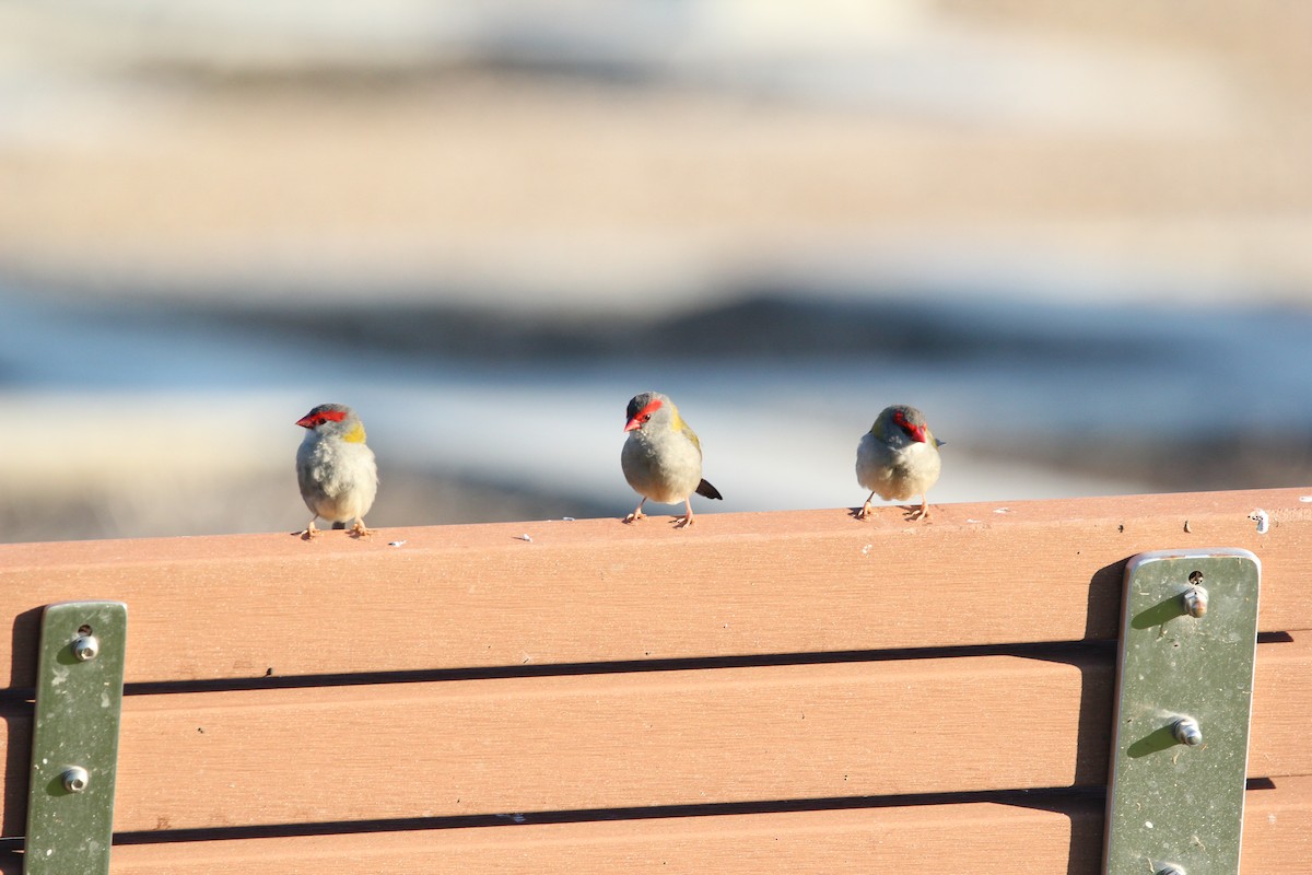 Red-browed Firetail - Tina Bell