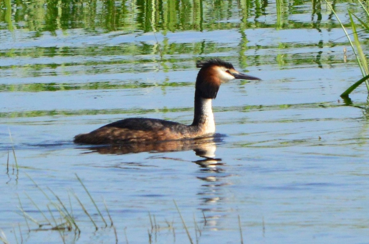 Great Crested Grebe - Anonymous