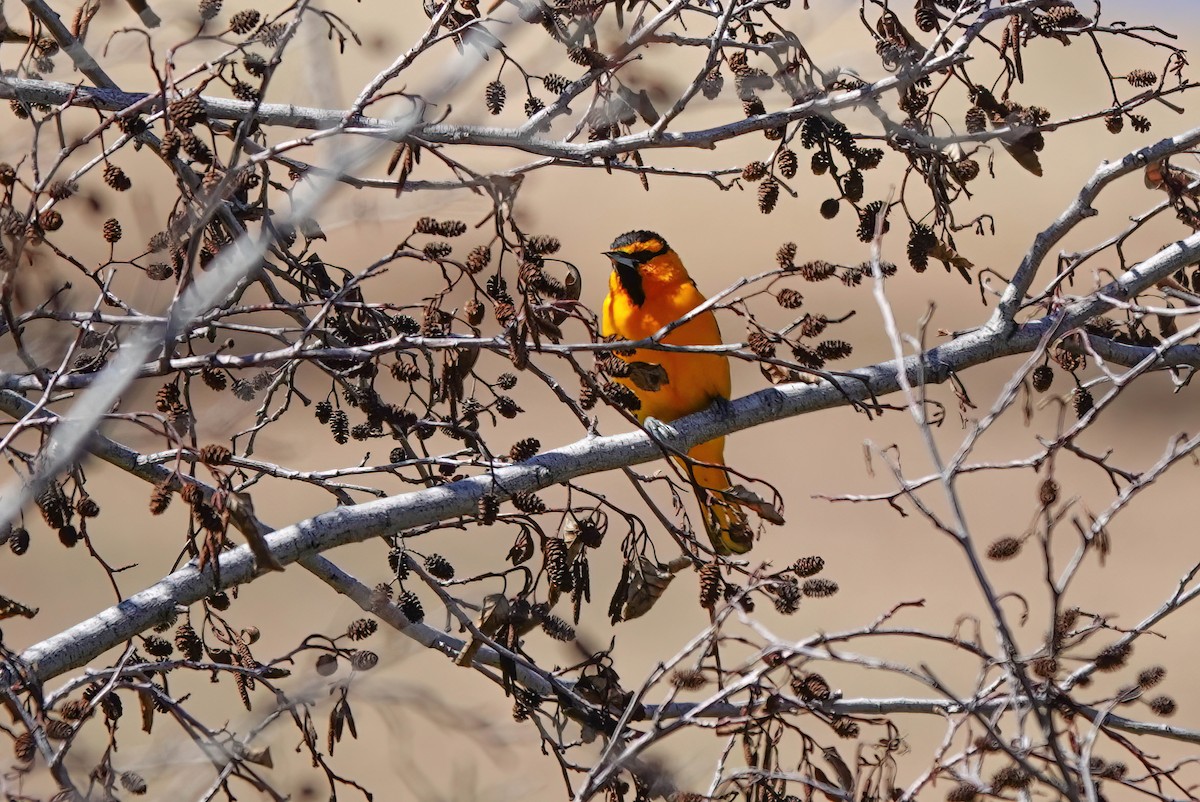 Bullock's Oriole - Pam Vercellone-Smith