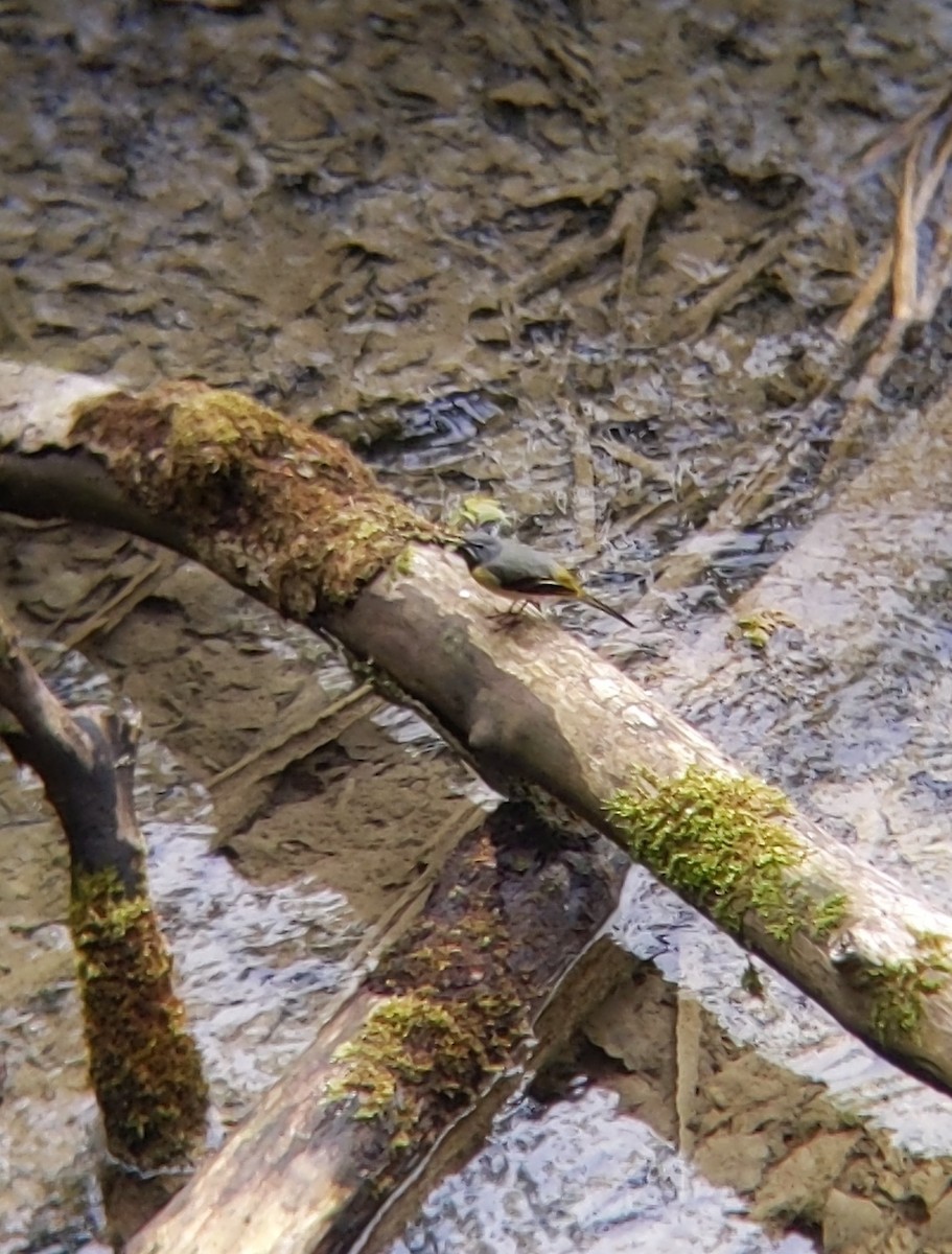 Gray Wagtail - Bemma Watson Hernandez