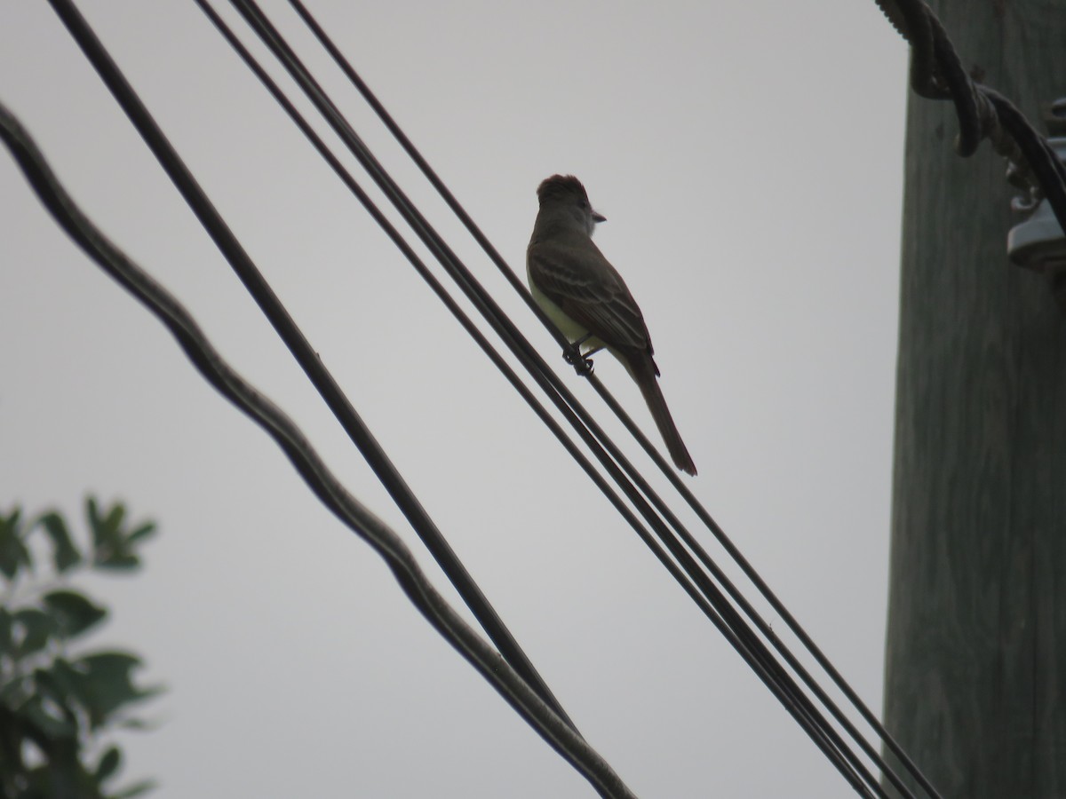 Brown-crested Flycatcher - Sam Holcomb