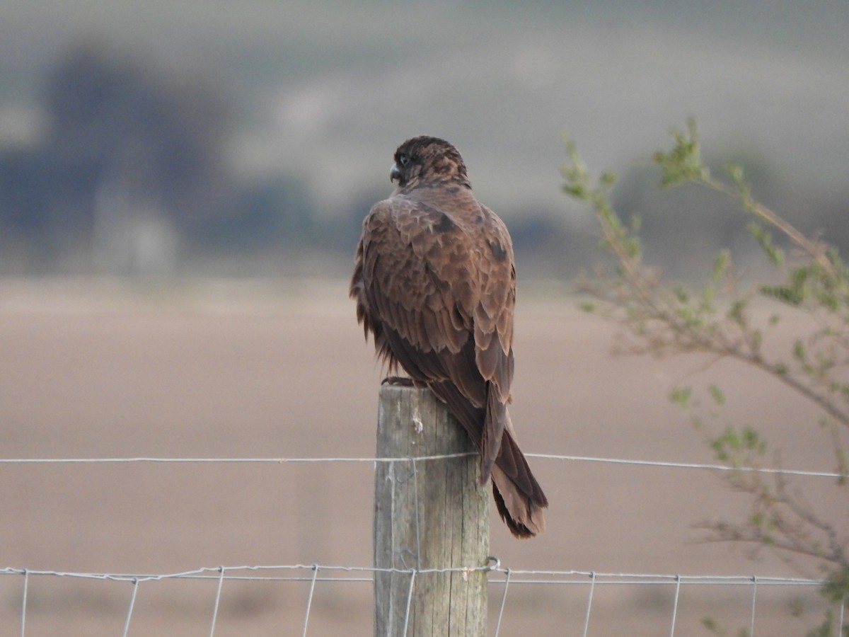 Black Falcon - Jeffrey Crawley