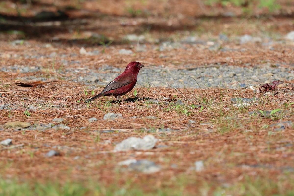 Taiwan Rosefinch - Jian-Long(建龍) WU(吳)