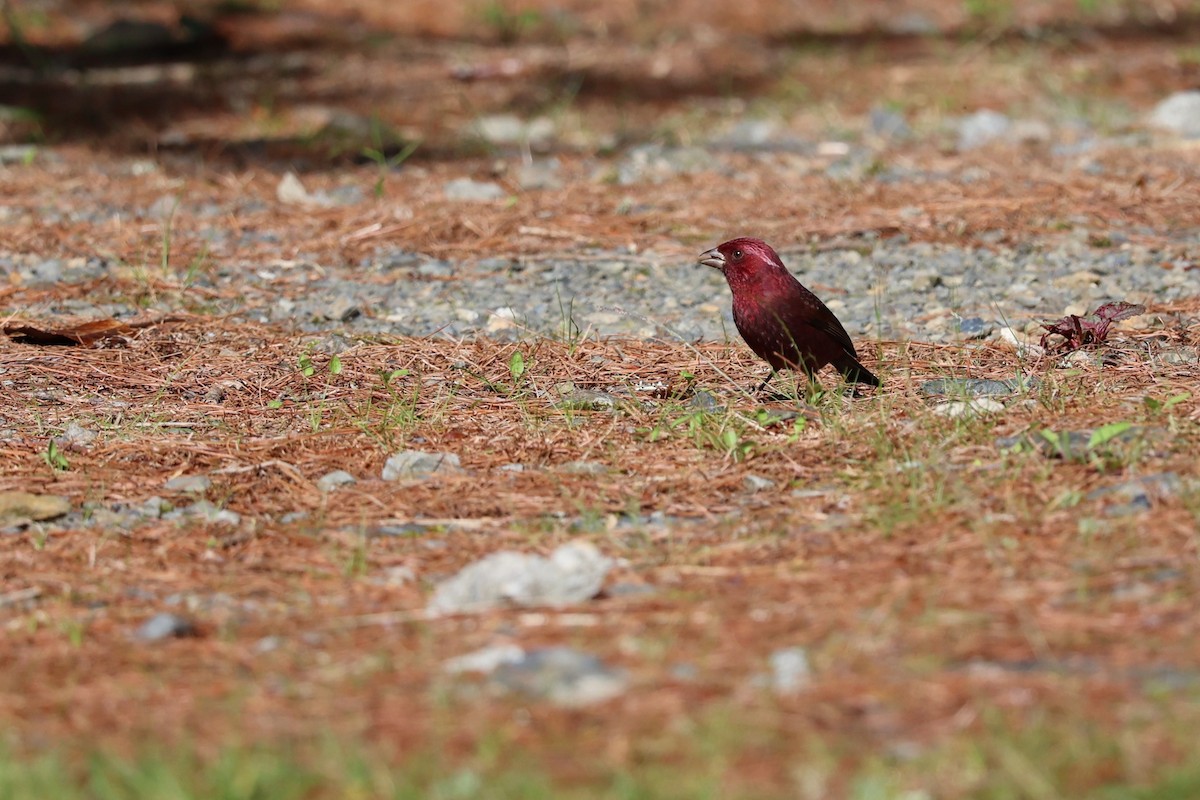 Taiwan Rosefinch - ML619615235