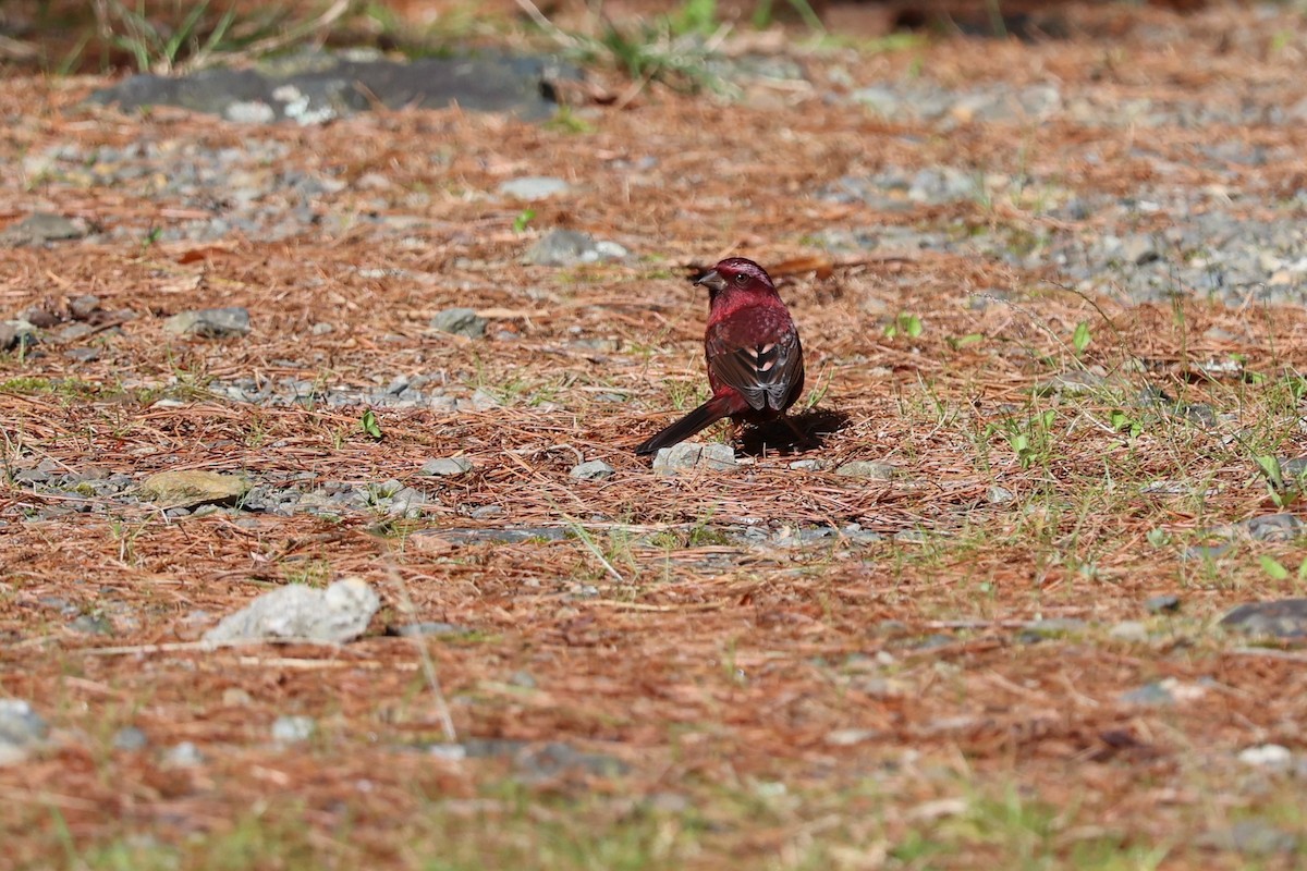 Taiwan Rosefinch - Jian-Long(建龍) WU(吳)