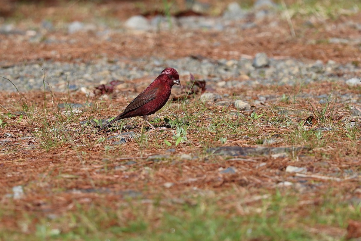 Taiwan Rosefinch - Jian-Long(建龍) WU(吳)