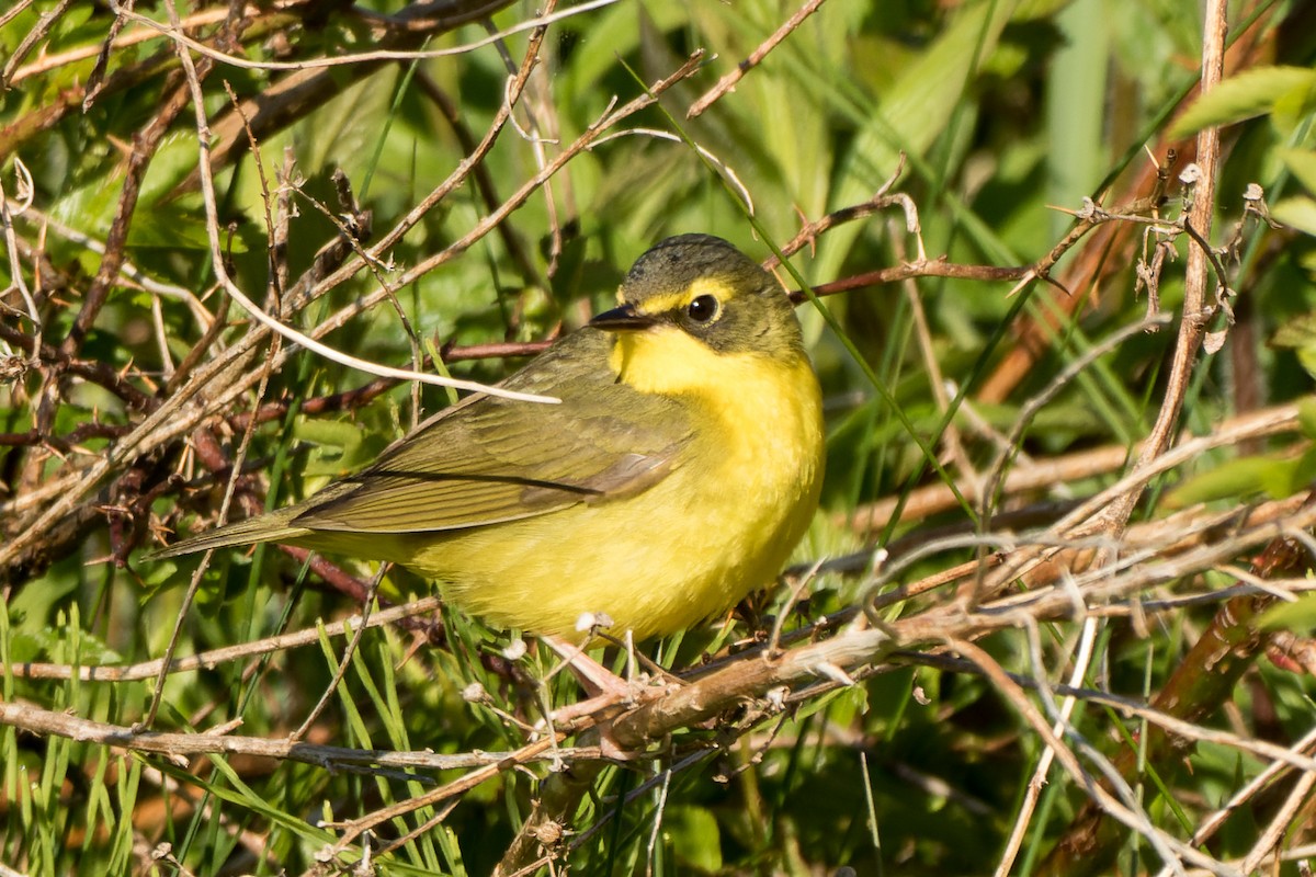 Kentucky Warbler - Lori Buhlman