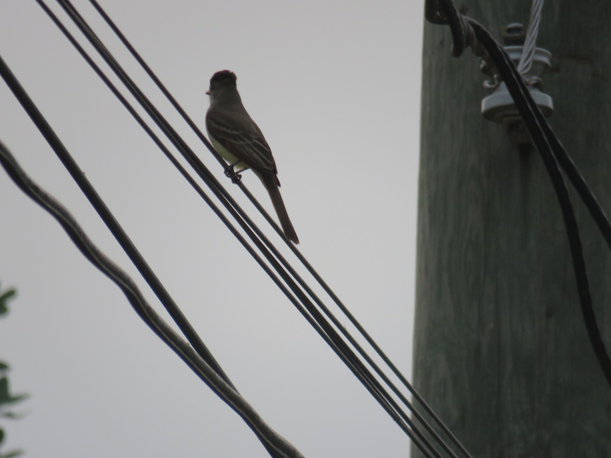 Brown-crested Flycatcher - ML619615240