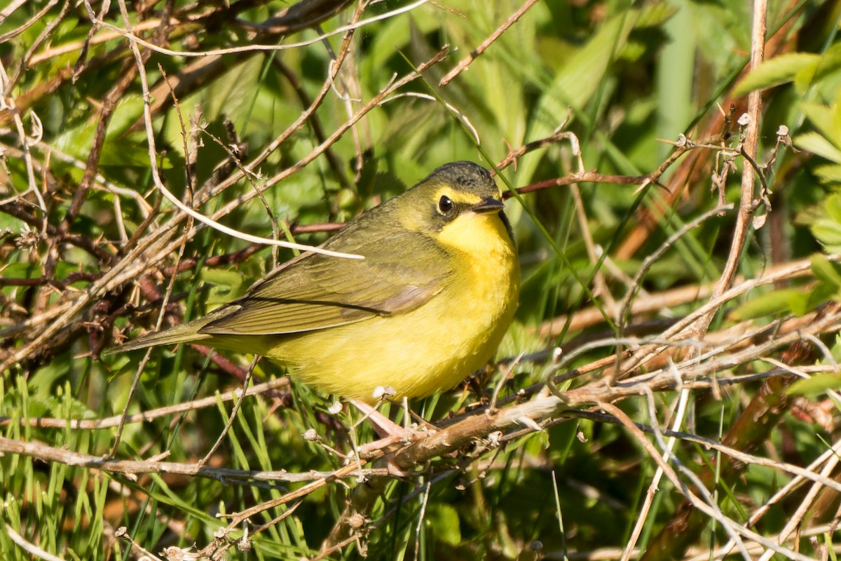 Kentucky Warbler - Lori Buhlman