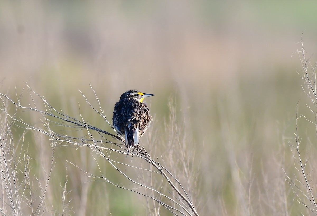 Eastern Meadowlark - John Wolaver