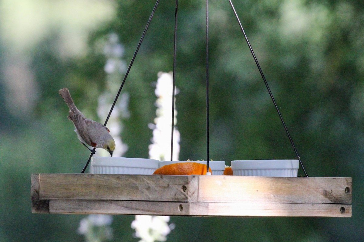 Verdin - Kathy Snyder