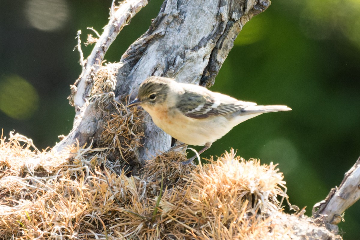 Bay-breasted Warbler - Lori Buhlman