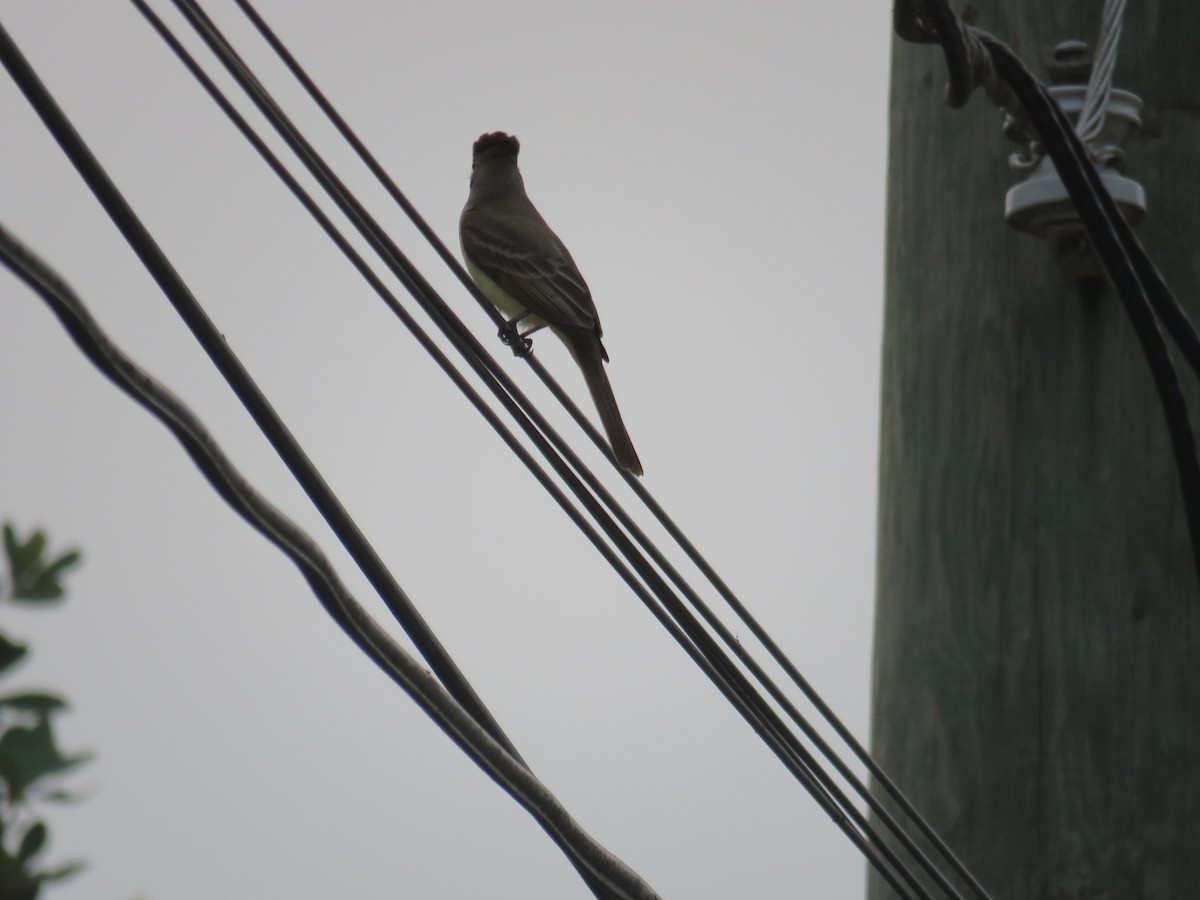 Brown-crested Flycatcher - ML619615249