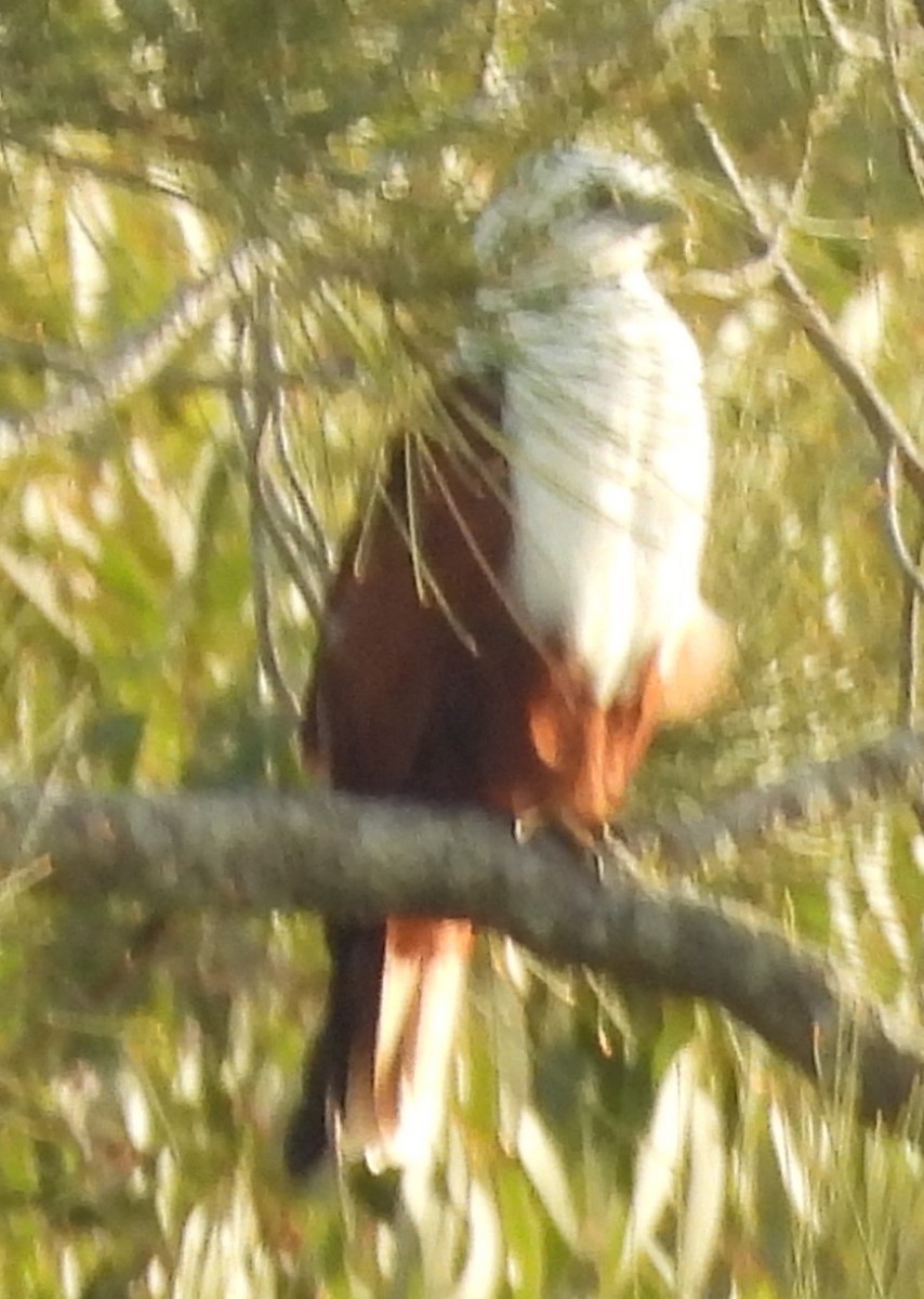 Brahminy Kite - Suzanne Foley