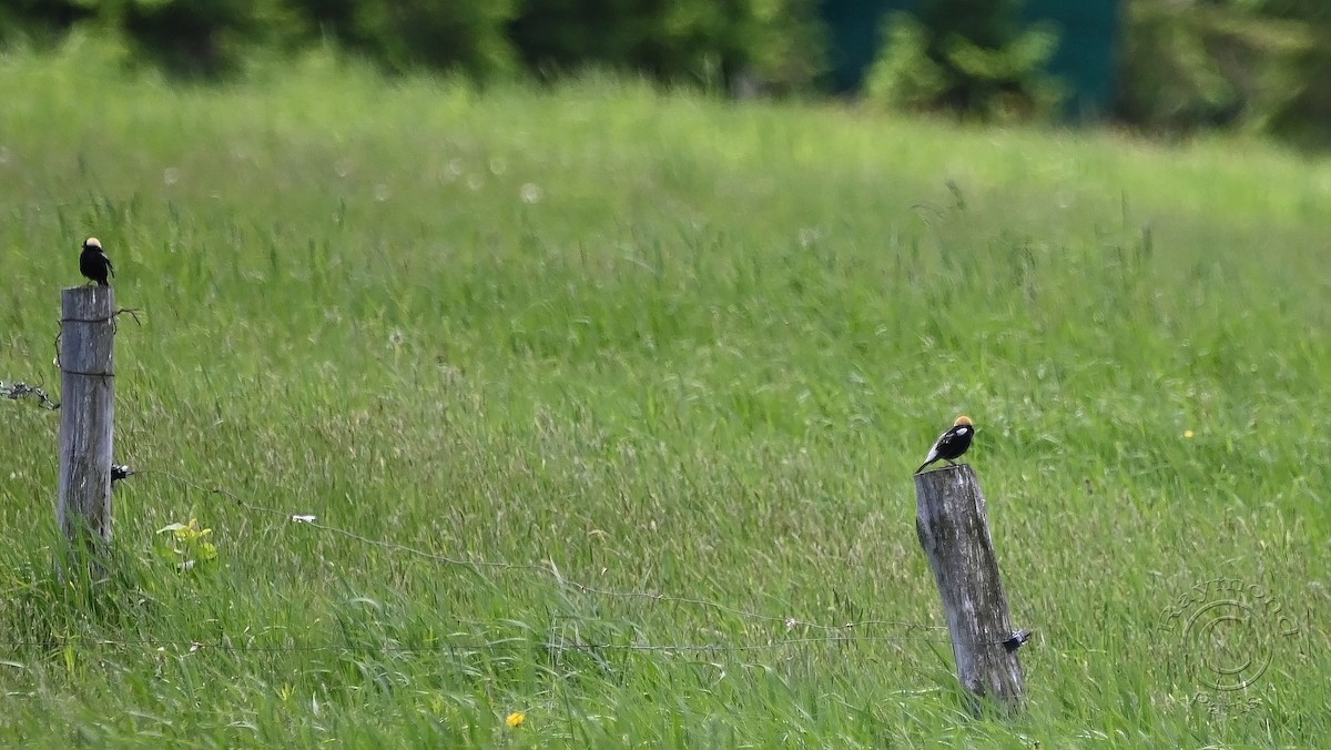 Bobolink - Raymond Paris