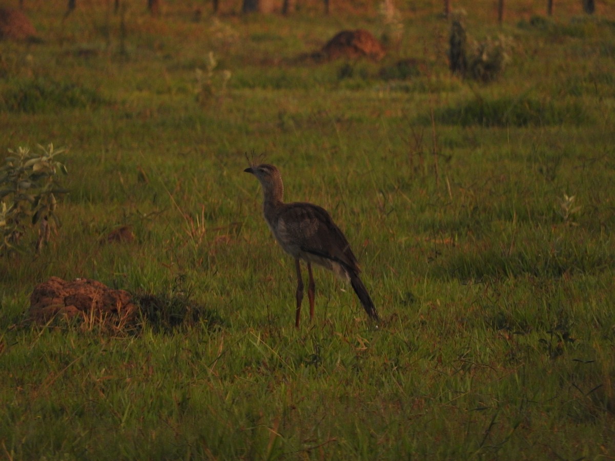 Red-legged Seriema - Roberto Rebeque Junior