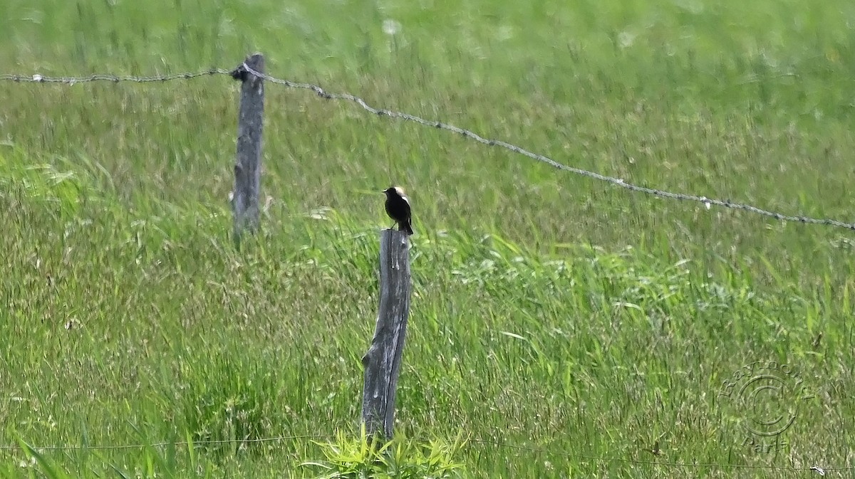 Bobolink - Raymond Paris