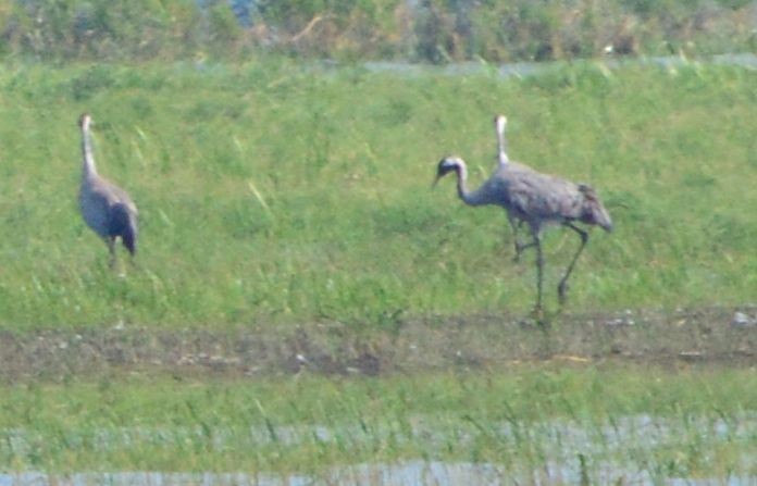 Common Crane - ML619615260