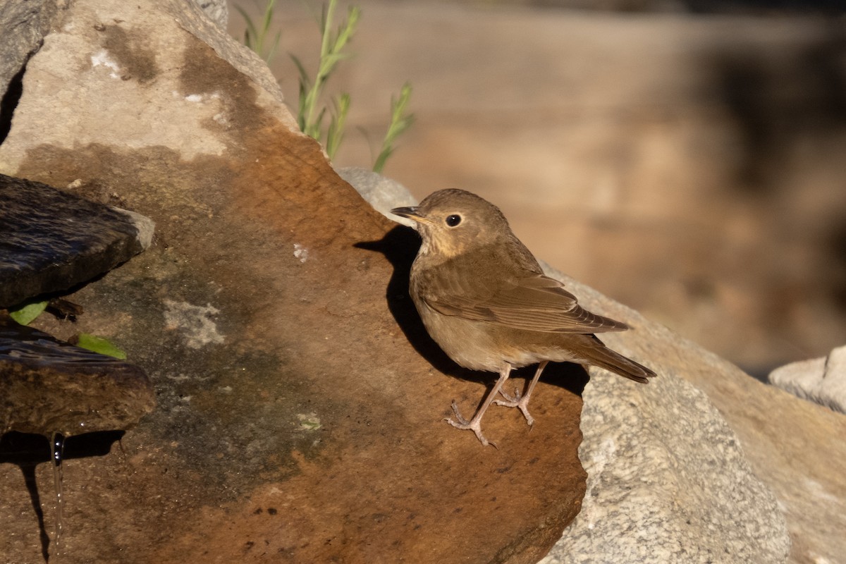 Swainson's Thrush - ML619615263