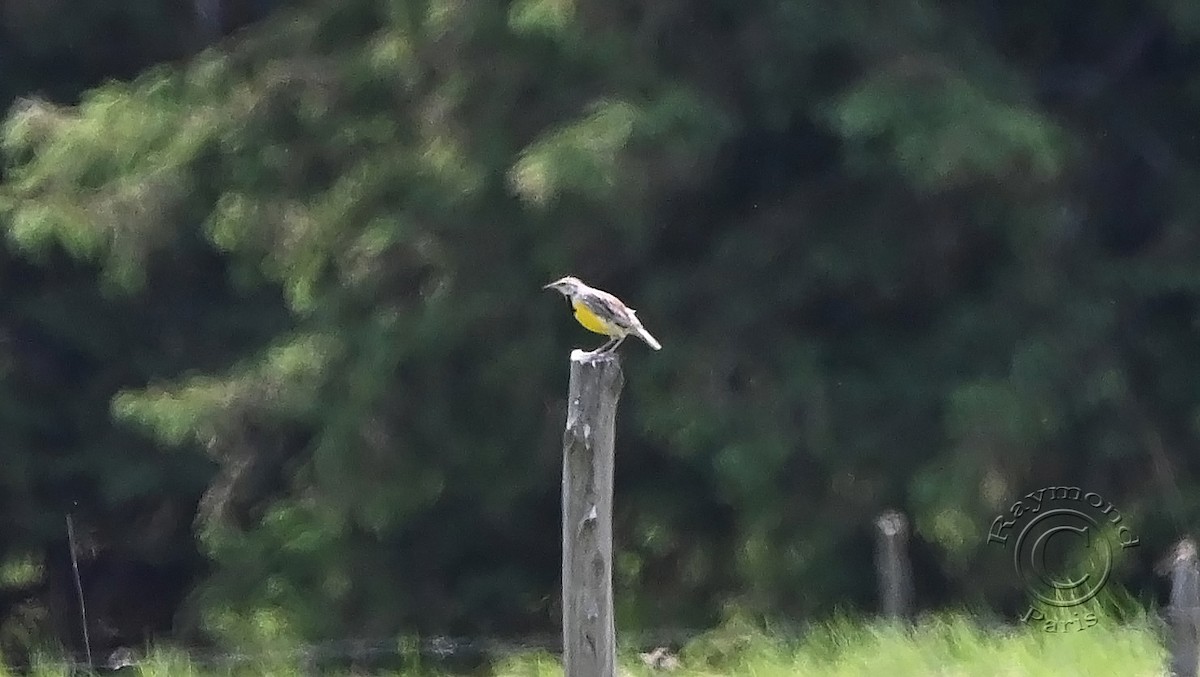 Eastern Meadowlark - Raymond Paris