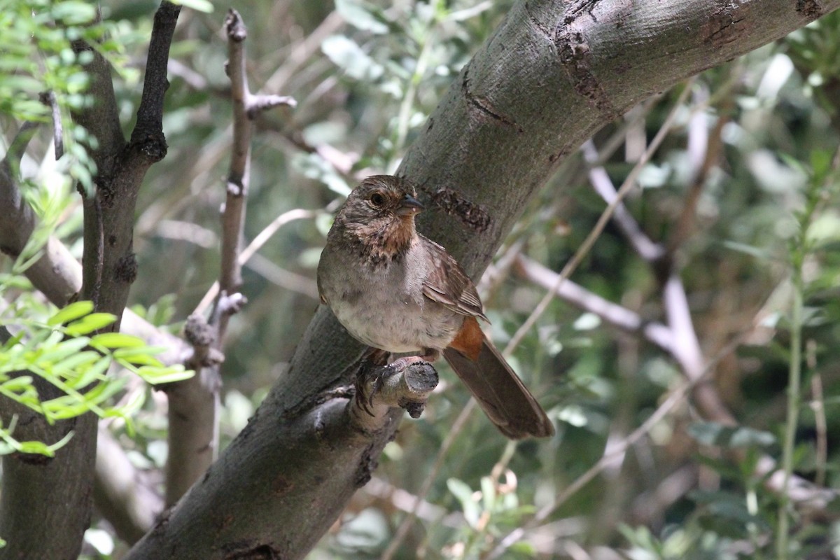 California Towhee - ML619615267