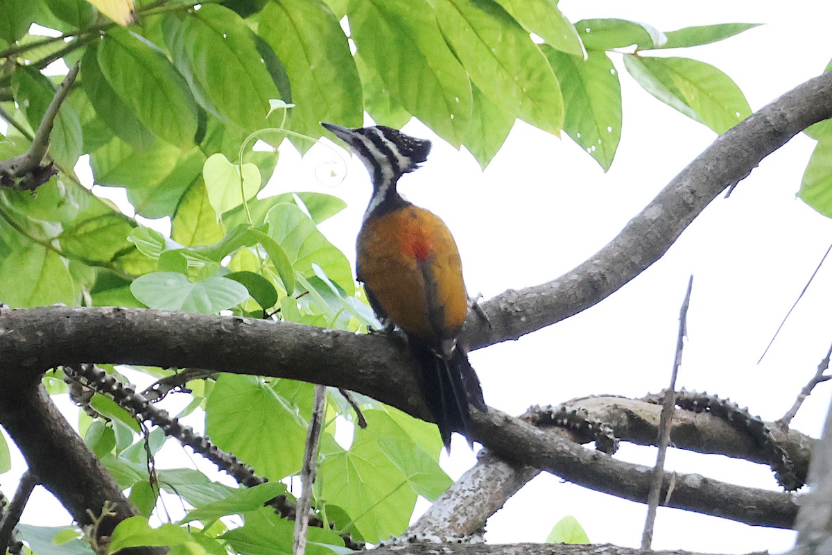 Common Flameback - ML619615279