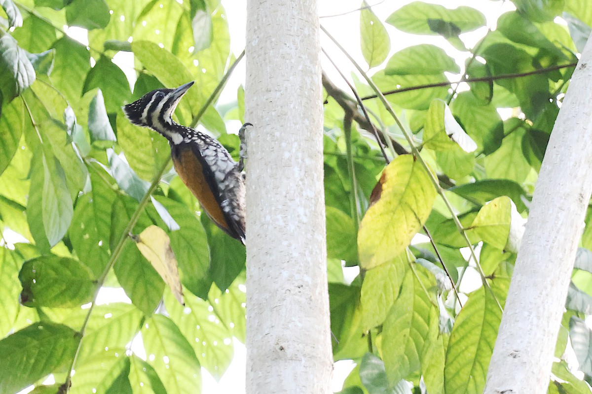 Common Flameback - Jeremy Lindsell