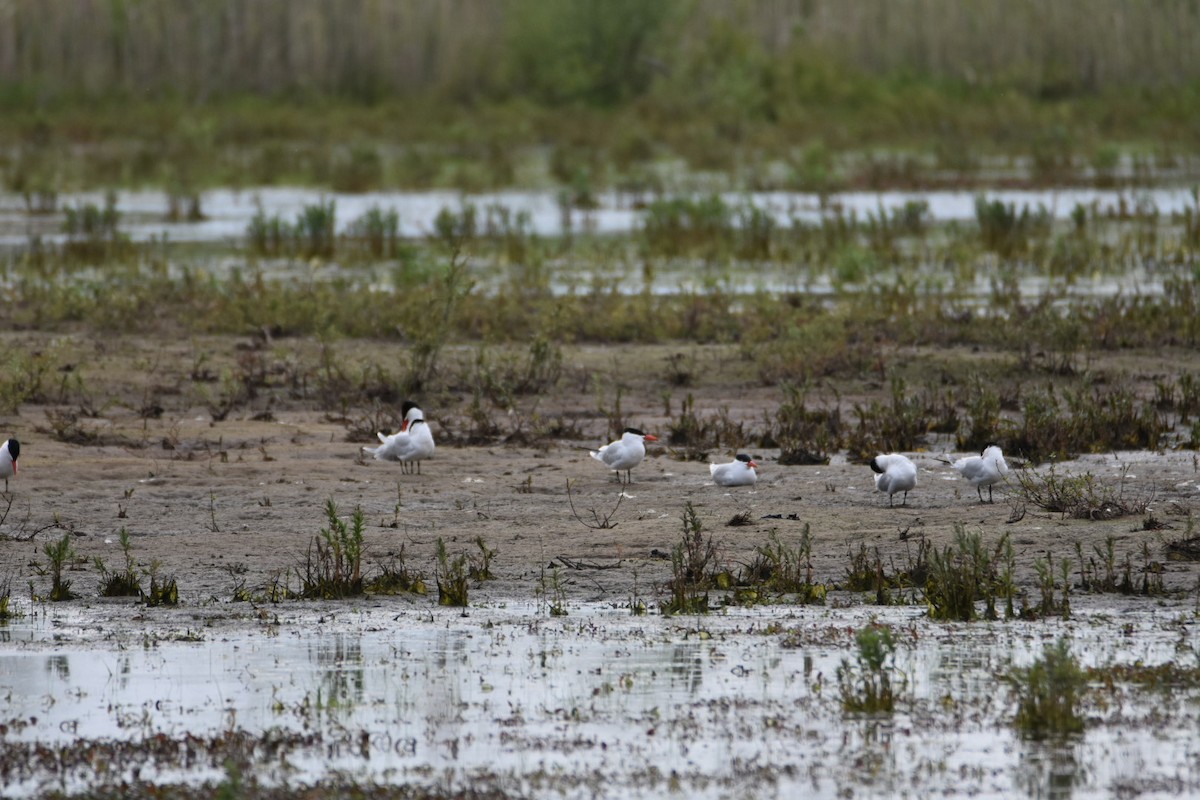 Caspian Tern - Anonymous