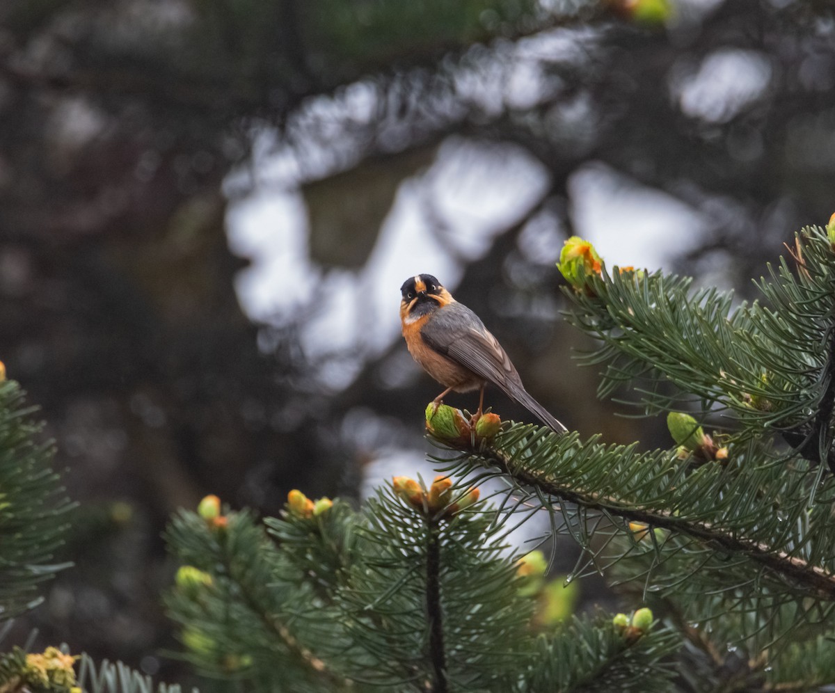 Black-browed Tit - ML619615290