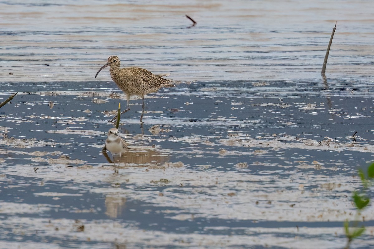 Siberian Sand-Plover - Jaap Velden