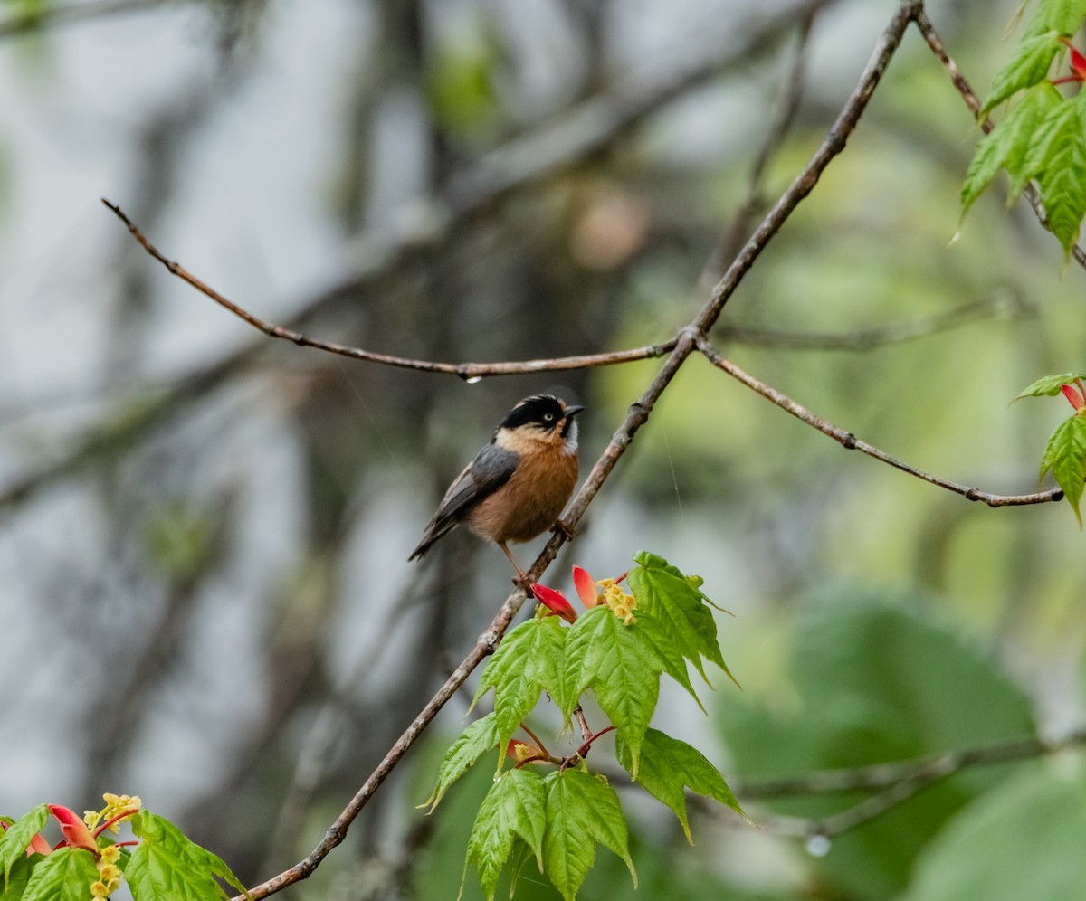 Black-browed Tit - Arun Raghuraman