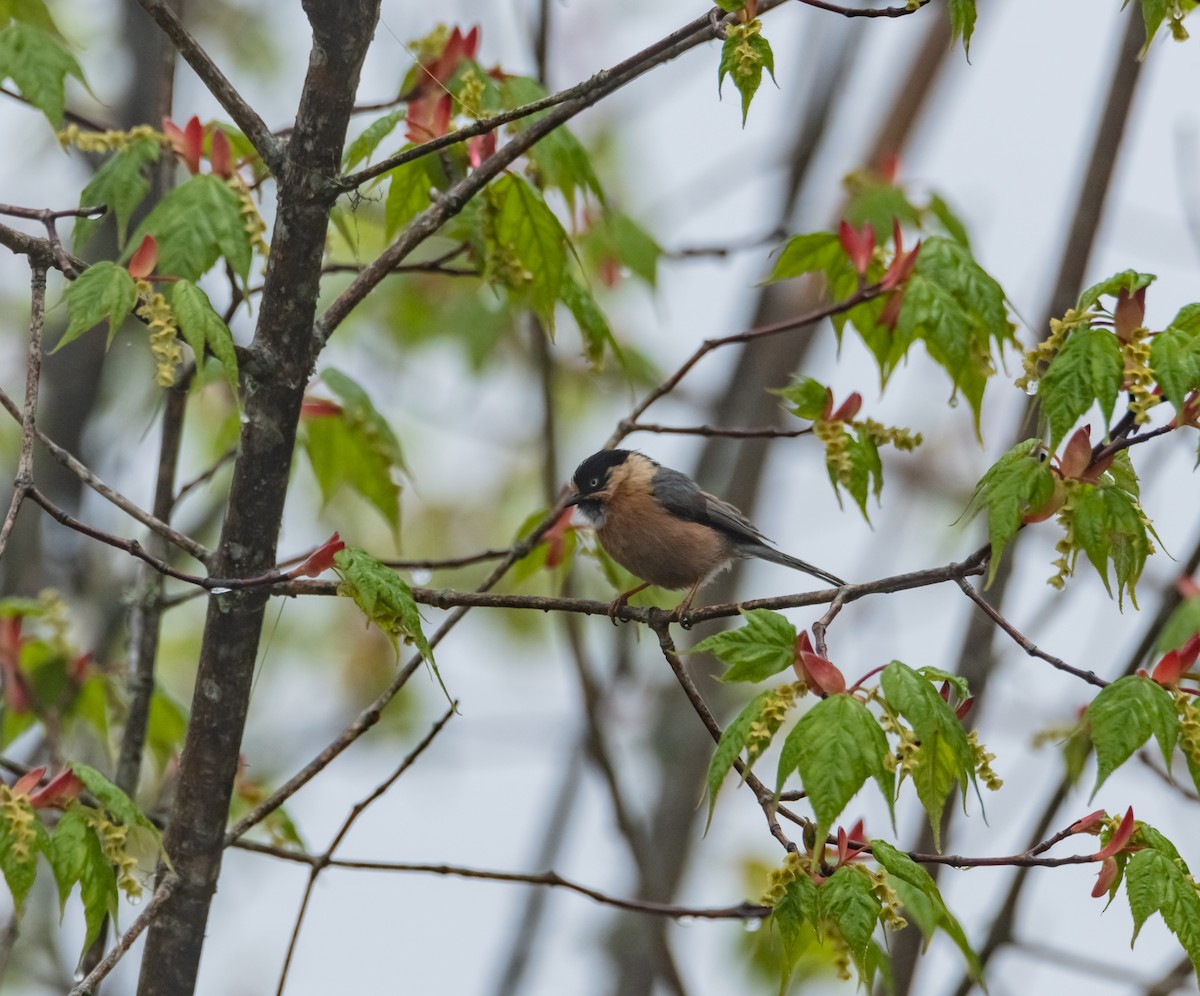 Black-browed Tit - Arun Raghuraman