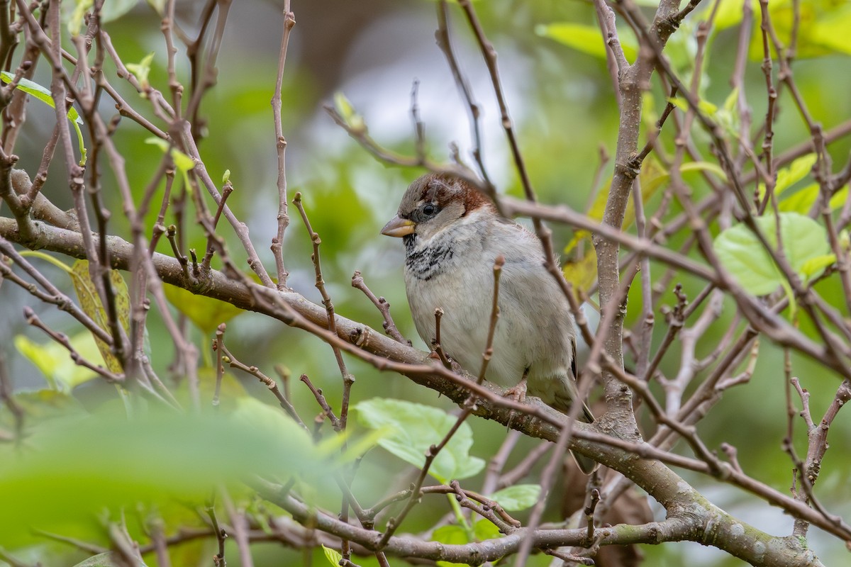 House Sparrow - Gustavo Dallaqua